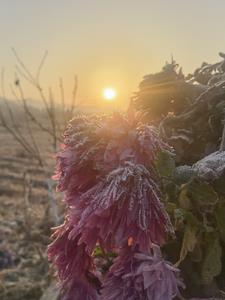 花开易见落难寻是啥意思